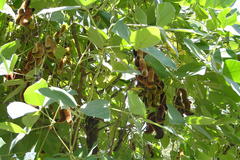 Mucuna pruriens var. pruriens